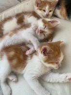 Kitten