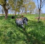 Appaloosa dekhengst 105 cm, Hengst