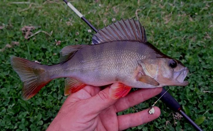 Deel 4) 3 setjes van elk 4 stuks Ultra Light minispinnertjes, Watersport en Boten, Hengelsport | Roofvissen, Nieuw, Complete set