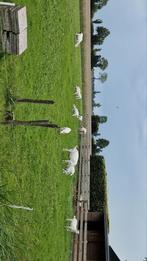 Geiten en bokken cw stamboek, Dieren en Toebehoren, Schapen, Geiten en Varkens, Vrouwelijk, Geit