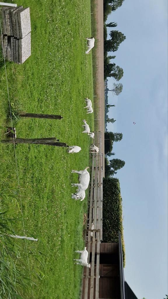 Geiten en bokken cw stamboek, Dieren en Toebehoren, Schapen, Geiten en Varkens, Geit, Vrouwelijk