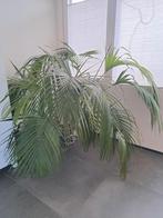 Grote Kentia Palm - Prachtige kamerplant!, Ophalen, Palm, Halfschaduw, In pot