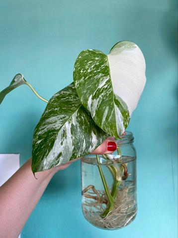 Topkwaliteit Monstera Albo Variegata / wit marble mint beschikbaar voor biedingen