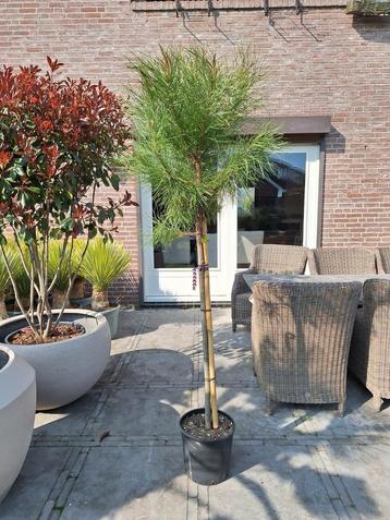 Pinus pinea laagstam, parasolden beschikbaar voor biedingen