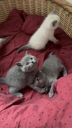 Britse Korthaar Kittens Grijs - poes & kater, Meerdere dieren, Ontwormd, 0 tot 2 jaar