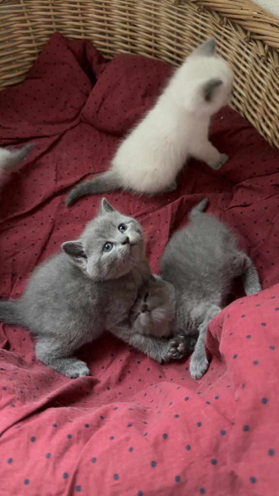 Britse Korthaar Kittens Grijs - poes & kater, Dieren en Toebehoren, Katten en Kittens | Raskatten | Korthaar, Meerdere dieren