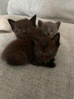 Ragdoll x europese korthaar, Dieren en Toebehoren, Katten en Kittens | Raskatten | Korthaar, Meerdere dieren, Ontwormd, 0 tot 2 jaar