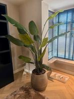 Strelitzia Nicolai Sil-ka kunstplant - 200 cm hoog, Ophalen, Zo goed als nieuw, Binnen