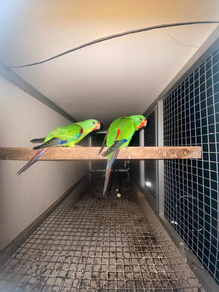 koppel swiftparkieten, Dieren en Toebehoren, Vogels | Parkieten en Papegaaien, Parkiet, Meerdere dieren, Geringd