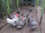 Noord Hollandse Blauwe kippen., Dieren en Toebehoren, Pluimvee, Kip, Vrouwelijk