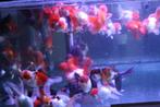 Handpick Oranda, Leeuwenkop, Rozentail Goudvis ca 15 cm, Goudvis(sen)