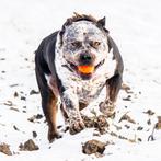American Bully XL - Dekreu, Dieren en Toebehoren, Honden | Dekreuen, Parvo, Reu, 1 tot 2 jaar, Eén hond