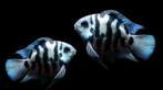 Nieuw binnen!!! blue parrot, maat 2-3cm!!!, Dieren en Toebehoren, Vis, Zoetwatervis