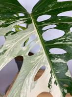 Monstera Albo Variegata, Ophalen of Verzenden, Overige soorten, Minder dan 100 cm