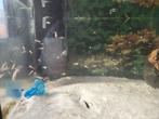 Circa 200 jongbroed ras guppen, Dieren en Toebehoren, Vissen | Aquariumvissen