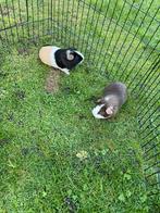 2 mannetjes cavias inc toebhoren, September, Mannelijk, Cavia