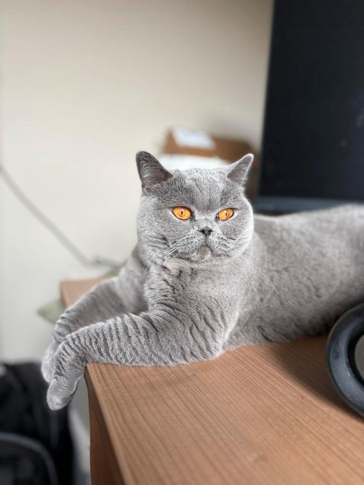 Lieve britse korthaar, Dieren en Toebehoren, Katten en Kittens | Overige Katten, Poes