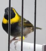 3x koppel kleine cubavink, Meerdere dieren, Tropenvogel