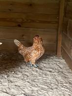 Antwerpse baardkriel, Dieren en Toebehoren, Meerdere dieren, Kip