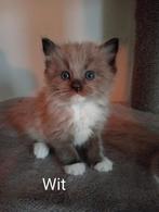 Te reserveren: Lieve Ragdoll kittens .(Kerst), Dieren en Toebehoren, Meerdere dieren, Ontwormd
