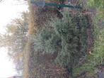 Kerstboom met kluit, Ophalen, Overige soorten, 100 tot 250 cm