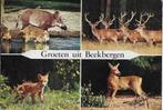 Beekbergen gelopen ansichtkaart ( 251 ), Verzamelen, Ansichtkaarten | Nederland, Ophalen of Verzenden, Gelopen