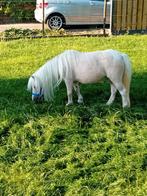 Te koop een prachtige bonte palomino merrie, Dieren en Toebehoren, Merrie