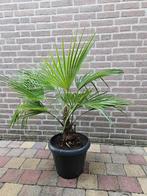 Trachycarpus Wagnerianus x Princeps - Tuinpalm, Ophalen, Zomer, Overige soorten, Volle zon