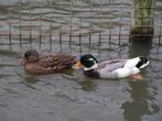 Oud-Hollandsche kwaker | Gezellige eenden | Deskundig advies, Meerdere dieren, Eend