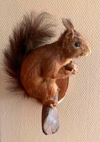 Opgezette/taxidermie eekhoorn, Ophalen of Verzenden, Gebruikt, Wild dier, Opgezet dier