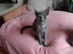 MJM Dogs Foundation: Lola is in Nederland, Dieren en Toebehoren, Katten en Kittens | Overige Katten, Poes, Kortharig, 0 tot 2 jaar
