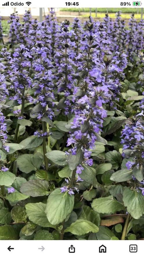 Ajuga reptans Caitlin’s gigant🦋🐝🦋🦋🐝, Tuin en Terras, Planten | Tuinplanten, Vaste plant, Bodembedekkers, Halfschaduw, Lente