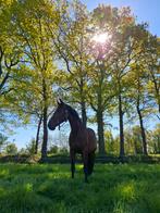 Lease paard/bijrijdpaard aangeboden & bijrijder gezocht., Ophalen of Verzenden, Nieuw