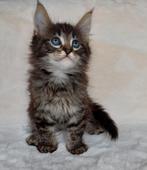 Syberische X Noorse Boskat kittens, Dieren en Toebehoren, Katten en Kittens | Raskatten | Langhaar, Meerdere dieren, Ontwormd