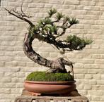 Pinus Nigra Zwarte Europese den BONSAI, Tuin en Terras, Planten | Bomen, Minder dan 100 cm, Overige soorten, Ophalen
