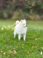 Pomeriaan, Eén hond, Nederland, Particulier, Reu