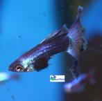 Guppy - Blue "Mix" Male, Dieren en Toebehoren, Vissen | Aquariumvissen, Vis, Zoetwatervis