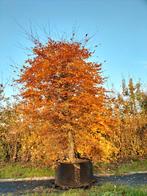 Rode beuken ruim 30 jaar oud, Tuin en Terras, Planten | Bomen, Ophalen, Bloeit niet, Halfschaduw, Overige soorten