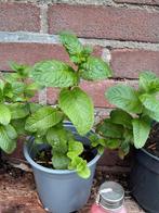 Marokkaanse munt nana, Tuin en Terras, Planten | Fruitbomen, Ophalen of Verzenden, Minder dan 100 cm, Appelboom, Zomer