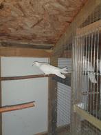 Witte tortelduif, Dieren en Toebehoren, Geslacht onbekend, Tortelduif