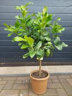 Citrus Lemon / Citrus Limon - Citroenboom H: 100 cm., Tuin en Terras, Ophalen, Volle zon, Citroenboom, 100 tot 250 cm