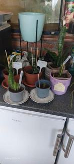 Stekjes van de sanseveria RUILEN ...., Ophalen, Overige soorten, Minder dan 100 cm