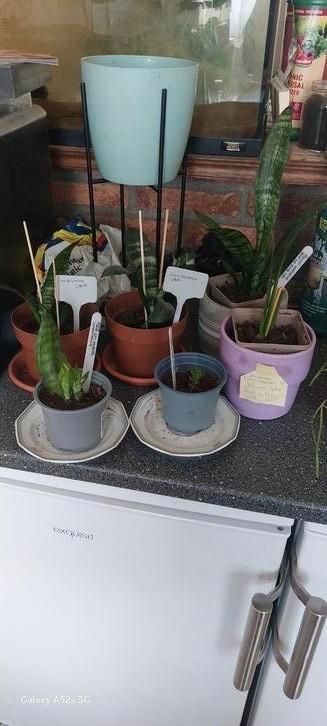 Stekjes van de sanseveria RUILEN .... beschikbaar voor biedingen