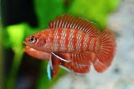 Twee Dario Dario mannetjes, Dieren en Toebehoren, Vissen | Aquariumvissen, Vis