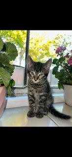 Lieve kater 10 mnd zoekt lief baasje, Dieren en Toebehoren, Kater