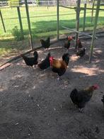 Kippen te koop, Dieren en Toebehoren, Pluimvee, Vrouwelijk, Kip