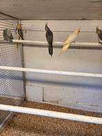 Valkparkiet poppen div kleuren, Dieren en Toebehoren, Vrouwelijk, Parkiet