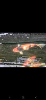 Japanse Koi karper, Karper of Koi