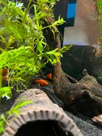 Platy man, Dieren en Toebehoren, Vis