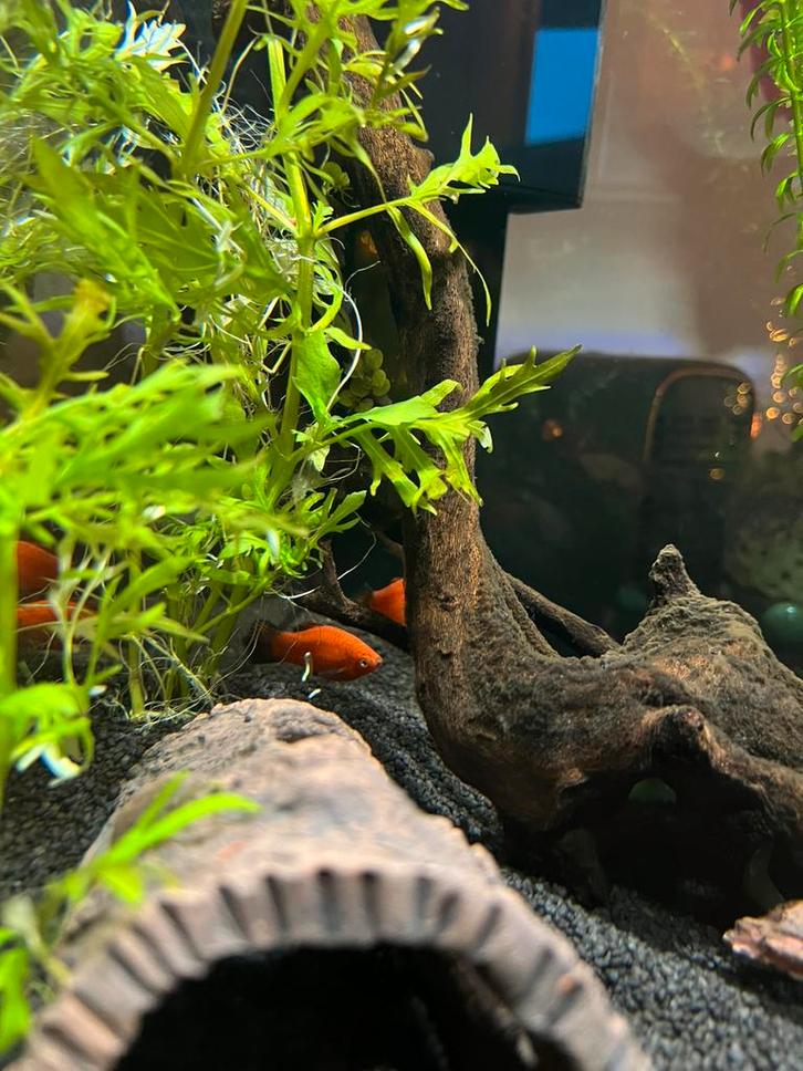 Platy man, Dieren en Toebehoren, Vissen | Aquariumvissen, Vis